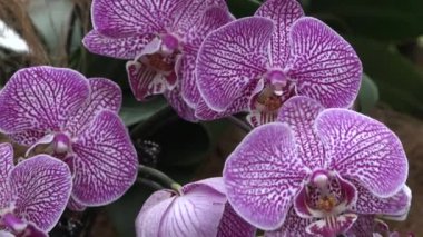 Çiçekler. Botanik bahçesindeki orkideler. Makro. Orkide baharda çiçek açar. Doğanın güzelliğinin süslemesi. Singapur 'da tropikal bir bahçede nadir bulunan bir orkide. Flora yakın plan..