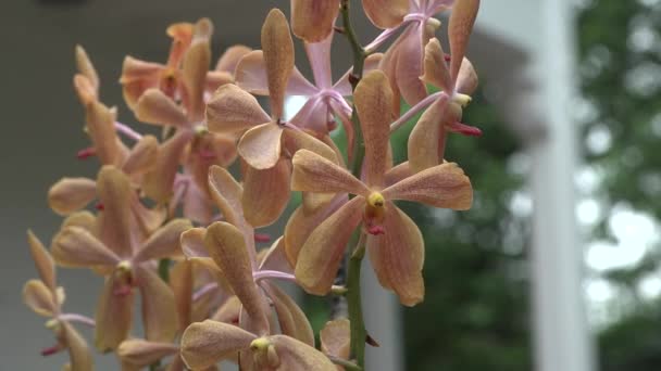 Bloemen Orchideeën Botanische Tuin Een Macro Orchidee Bloem Bloeit Het — Stockvideo