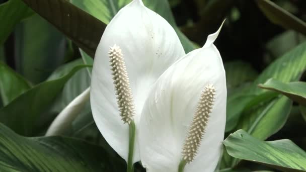 꽃이요 식물원에 매크로 피어납니다 자연의 아름다움의 싱가포르의 정원에서 플로라 클로즈업 — 비디오