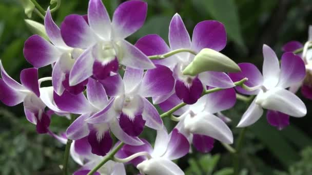 Blumen Orchideen Botanischen Garten Makro Orchideenblume Blüht Frühling Dekoration Der — Stockvideo
