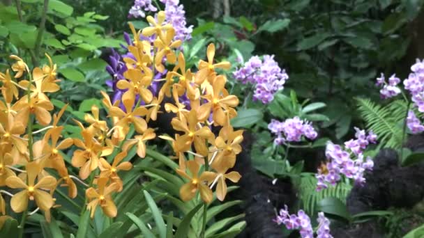 フラワー 植物園のオーキッド マクロ 春にはオーキッドフラワーが咲きます 自然の美しさのデコレーション シンガポールのトロピカルガーデンの野生の果樹園 フローラ クローズアップ — ストック動画