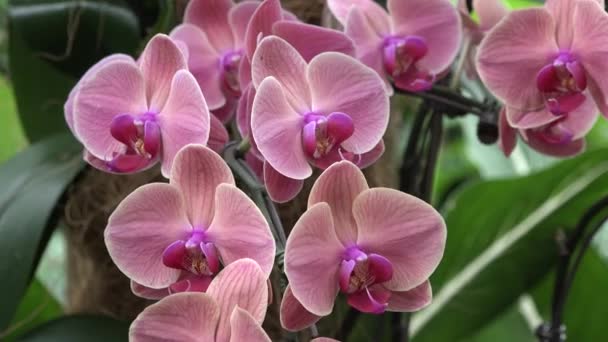 Kwiaty Orchidee Ogrodzie Botanicznym Makro Kwiat Storczyka Kwitnie Wiosną Dekoracja — Wideo stockowe
