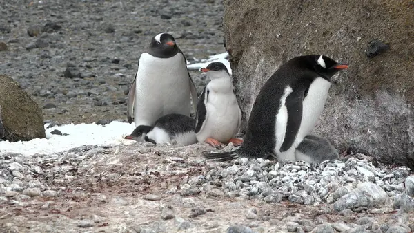 Penguins in Antarctica. Antarctic ice and birds, protection of the environment. A group of gentoo penguins resting on the shore in Antarctica. Wildlife. Arctic landscape.