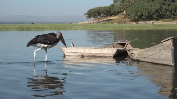Wildlife Africa Birds Marabou Stork Lake Large African Marabou Wading — Stock Video