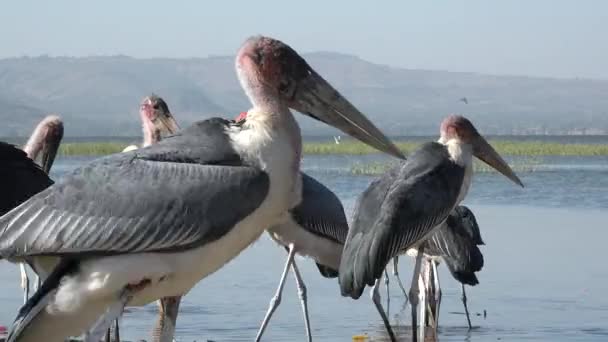 Άγρια Ζωή Της Αφρικής Πουλιά Πελαργός Μαραμπού Στη Λίμνη Μεγάλο — Αρχείο Βίντεο
