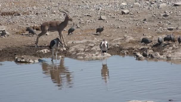 Дикая Природа Африки Птицы Аист Марабу Озере Большие Африканские Марабу — стоковое видео