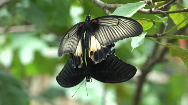 Schmetterling Schöne Schmetterlinge Schmetterling Aus Nächster Nähe Insekten Schmetterlinge Konzept — Stockvideo