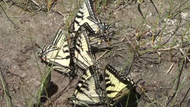 Метелик Прекрасні Метелики Метелик Крупним Планом Концепція Комах Метеликів Метелик — стокове відео