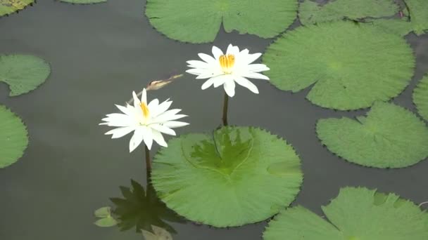 Kwiat Lilii Stawie Piękne Białe Lilie Wodne Świetle Słonecznym Zielonym — Wideo stockowe