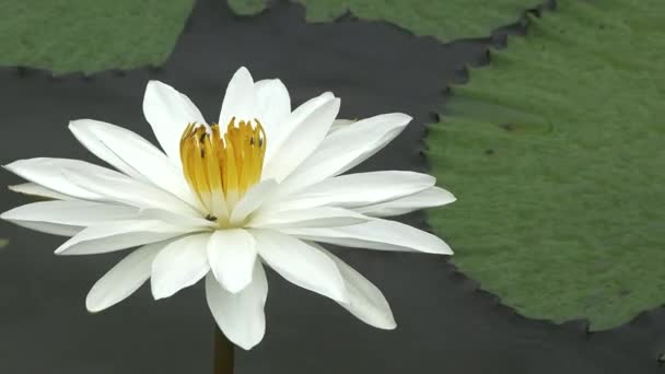 Kwiat Lilii Stawie Piękne Białe Lilie Wodne Świetle Słonecznym Zielonym — Wideo stockowe
