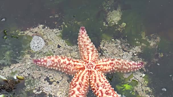 Starfish Moving Seabed Relax Video Marine Inhabitants Undersea World Seabed — Stock Video