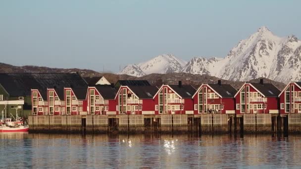Röda Rorbustugor Trä Lofoten Öarna Traditionell Fiskeby Med Röda Rabbinhus — Stockvideo