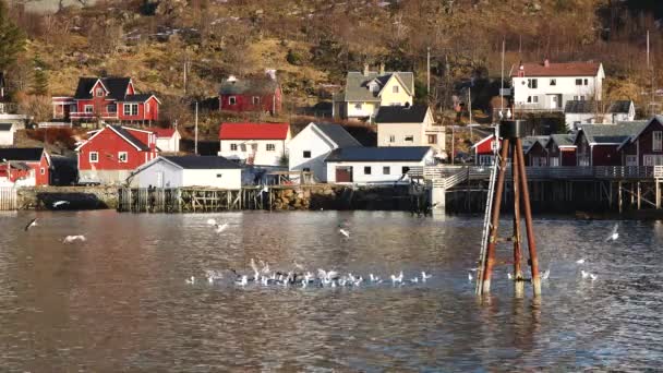 Tükröződés Vízben Havas Hegyek Halászfalu Világos Vörös Házak Óceánon Lofoten — Stock videók