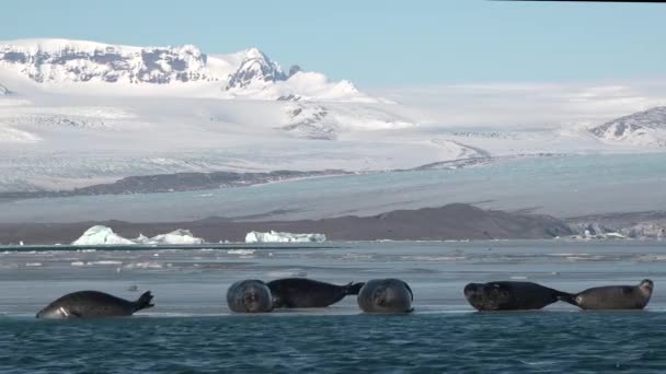 Тюлени Колонии Берегу Океана Водные Животные Дикая Природа Пляж Млекопитающим — стоковое видео