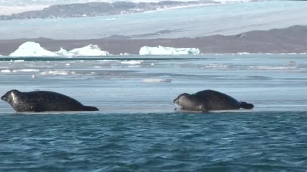 海岸上的海豹群水生动物 野生动物 海滩与哺乳动物 大自然 — 图库视频影像
