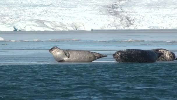 海岸上的海豹群水生动物 野生动物 海滩与哺乳动物 大自然 — 图库视频影像