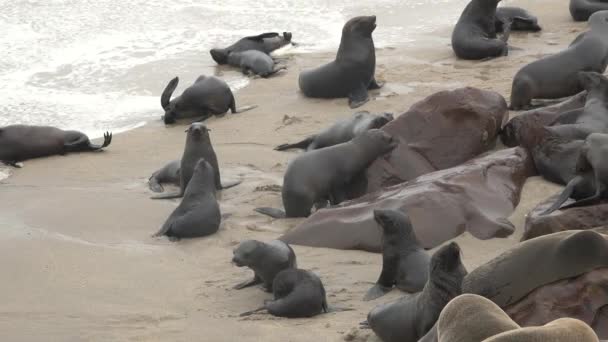 Seal Kolónia Óceán Partján Vízi Állatok Vadvilág Tengerpart Emlős Állatokkal — Stock videók