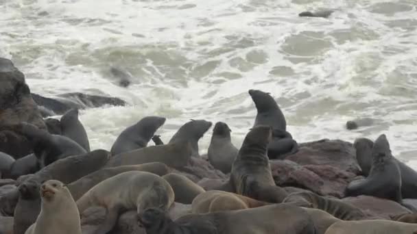 Okyanus Kıyısındaki Fok Kolonisi Sucul Hayvanlar Vahşi Yaşam Memeli Hayvanlarla — Stok video