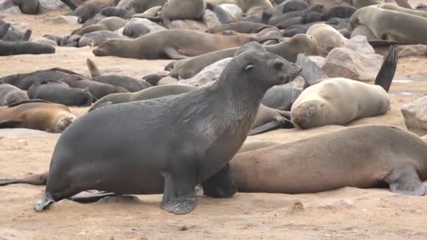 Robbenkolonie Der Küste Des Ozeans Wassertiere Wildtiere Strand Mit Säugetier — Stockvideo