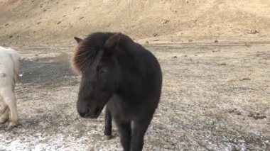 İzlanda 'da atlar. Grup halinde vahşi atlar. Vahşi hayvanlarla kompozisyon. 4 bin. Doğadaki vahşi yaşam.