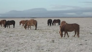 İzlanda 'da atlar. Grup halinde vahşi atlar. Vahşi hayvanlarla kompozisyon. 4 bin. Doğadaki vahşi yaşam.