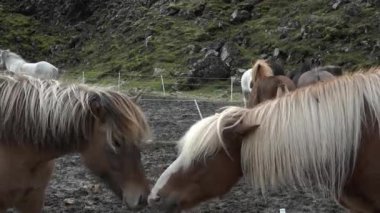 İzlanda 'da atlar. Grup halinde vahşi atlar. Vahşi hayvanlarla kompozisyon. 4 bin. Doğadaki vahşi yaşam.