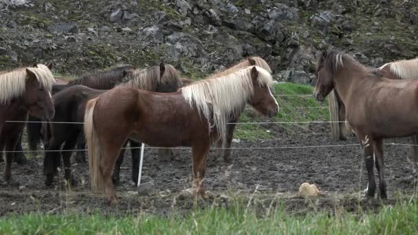 Paarden Ijsland Wilde Paarden Een Groep Samenstelling Met Wilde Dieren — Stockvideo