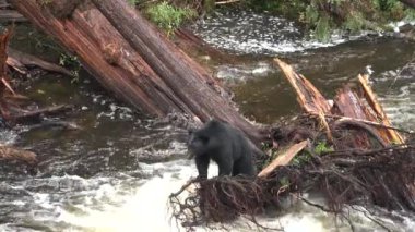 Boz ayılar atlayan somonları yakaladı. Yakın plan. Kuzey Amerika 'nın vahşi yaşamı ve doğası. Dağ nehri şelalesi, Alaska. ABD.