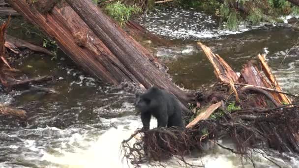 Grizzlybjörnar Fångar Hoppande Lax Närbild Djurliv Och Nordamerikas Natur Flodvattenfall — Stockvideo