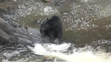 Boz ayılar atlayan somonları yakaladı. Yakın plan. Kuzey Amerika 'nın vahşi yaşamı ve doğası. Dağ nehri şelalesi, Alaska. ABD.
