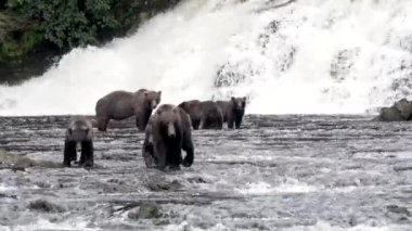 Boz ayılar atlayan somonları yakaladı. Yakın plan. Kuzey Amerika 'nın vahşi yaşamı ve doğası. Dağ nehri şelalesi, Alaska. ABD.