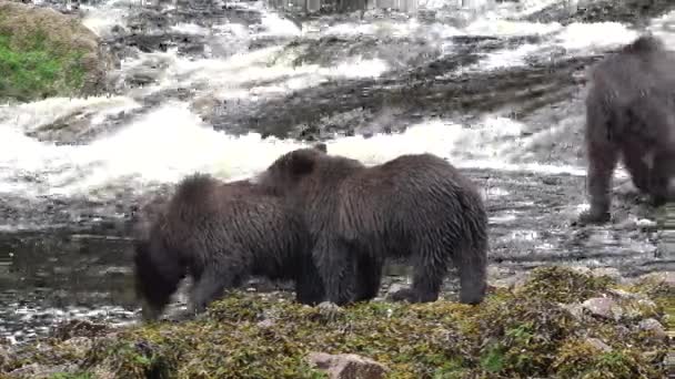 Ursos Pardos Apanham Salmão Saltador Close Vida Selvagem Natureza América — Vídeo de Stock