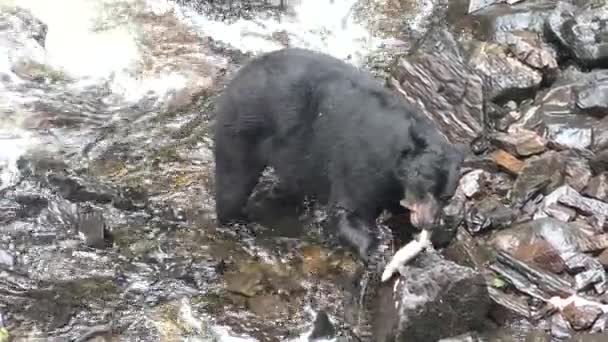 灰熊抓住跳跃的鲑鱼 北美的野生动物与自然 阿拉斯加山区河流瀑布 — 图库视频影像