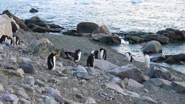 Gentoo penguenleri Antarktika 'ya alacakaranlık düşerken kayalık arazide duruyorlar. Soğuk suyun yanında birbirleriyle etkileşime girerek benzersiz davranışlarını ve sosyal yapılarını sergiliyorlar..