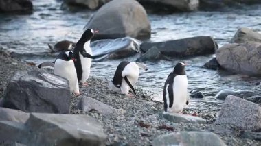 Gentoo penguenleri Antarktika 'ya alacakaranlık düşerken kayalık arazide duruyorlar. Soğuk suyun yanında birbirleriyle etkileşime girerek benzersiz davranışlarını ve sosyal yapılarını sergiliyorlar..
