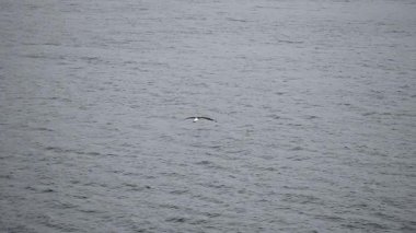 Kuş bulutlu bir öğleden sonra sakin sularda doğal ortamında zarifçe süzülür.