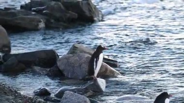 Gentoo penguenleri kayalık kıyılarda duruyor, Antarktika 'nın serin sularının yakınlarındaki güneşli havanın tadını çıkarıyorlar. Çevreyle etkileşime girdikçe benzersiz davranışlarını sergiliyorlar..