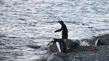 Gentoo penguenleri kayalık kıyılarda duruyor, Antarktika 'nın serin sularının yakınlarındaki güneşli havanın tadını çıkarıyorlar. Çevreyle etkileşime girdikçe benzersiz davranışlarını sergiliyorlar..