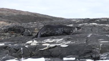 Bir fokun soğuk bir manzarayla çevrili kayalık bir sahil bölgesinde dinlendiği görülebilir. Doğal yaşam alanı, kuzey iklimlerinin tipik engebeli arazisine sahiptir..