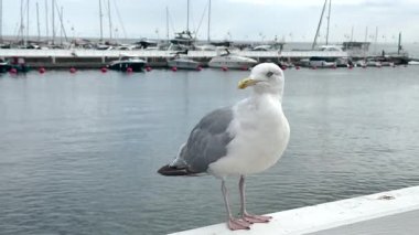 Bir martı, deniz kenarındaki beyaz bir korkulukta sakince durur. Gökyüzü bulutlu ve arka planda hafif dalgalar görülebilir..