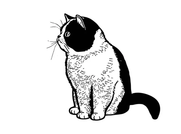 Fluffy Kitten Cute Cat Hand Drawn Line Style Vector Illustration — Stock Vector