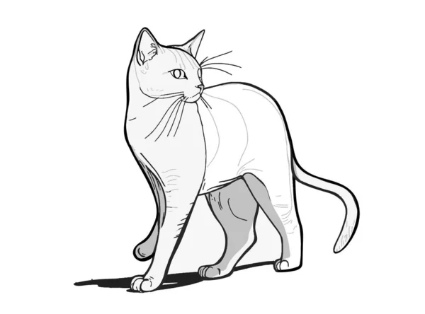 Flauschige Kätzchen Niedliche Katze Handgezeichnet Linie Stil Vektor Illustration Isoliert — Stockvektor