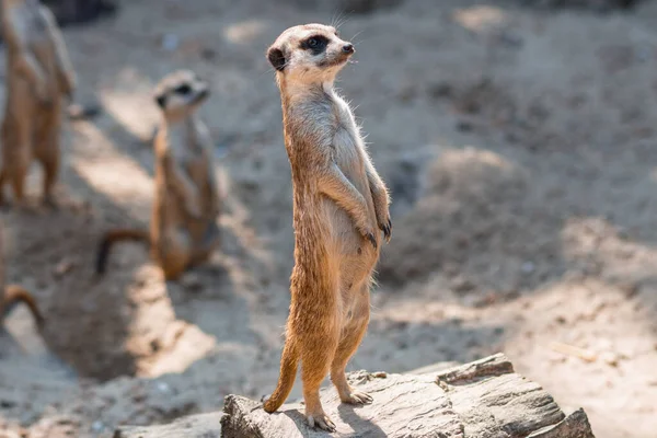 Meerkat, Suricata Suricat, tutsak hayvan, yayılmış arka plan. Mirketlerin hayatı. Firavun faresi. Hayvanat bahçesinde süricat. Sevimli hayvan.