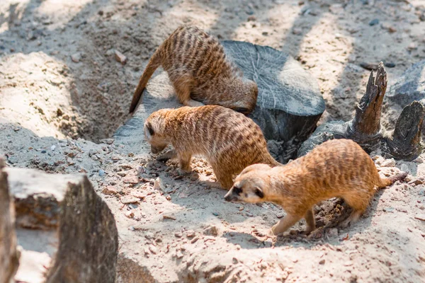 Meerkat, Suricata Suricat, tutsak hayvan, yayılmış arka plan. Mirketlerin hayatı. Firavun faresi. Hayvanat bahçesinde süricat. Sevimli hayvan.