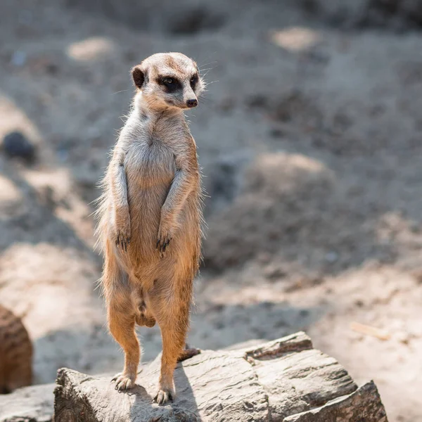 Meerkat, Suricata Suricat, tutsak hayvan, yayılmış arka plan. Mirketlerin hayatı. Firavun faresi. Hayvanat bahçesinde süricat. Sevimli hayvan.