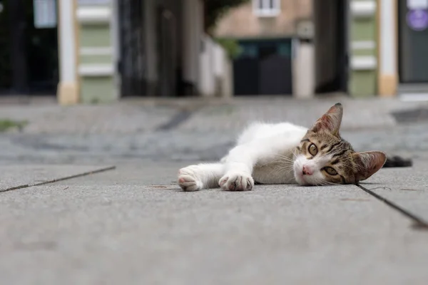 Ein Kleines Verirrtes Kätzchen Liegt Mitten Auf Der Straße Obdachlose — Stockfoto