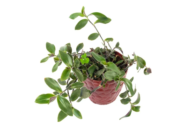 stock image Peperomia obtusifolia plant growing in pot isolated on white background