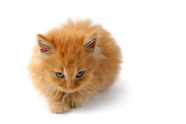 かわいい赤い子猫は白い表面に立っており 孤立しています — ストック写真