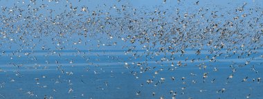 Gökyüzünde uçan martı sürüsü Mavi denizin üzerinde yüzen martılarla