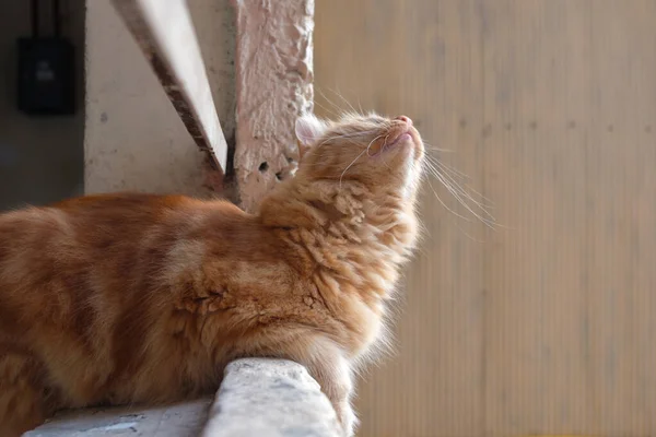 Ginger Kot Leży Patrzy Górę Parapecie — Zdjęcie stockowe